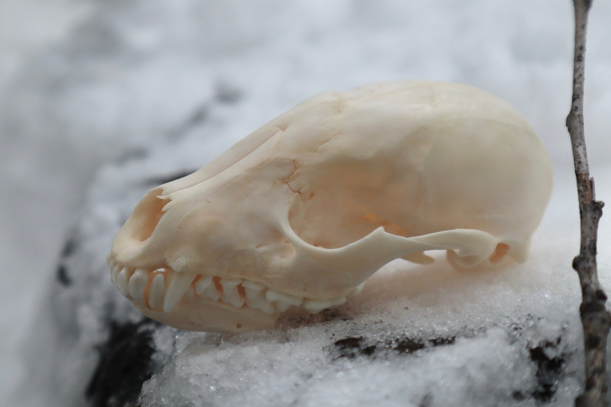 Craft Pathological Raccoon Skull