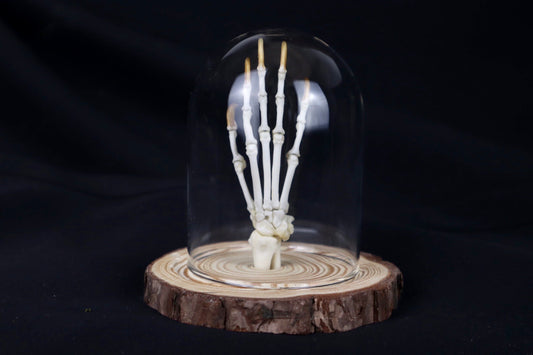 Raccoon Paw Articulation in Glass Dome