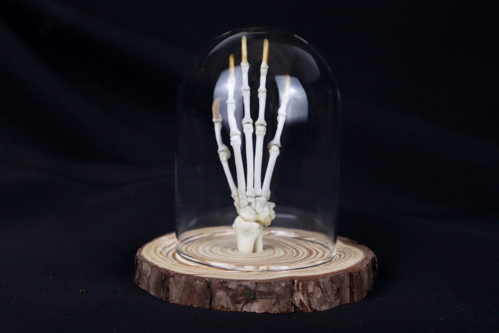 Raccoon Paw Articulation in Glass Dome