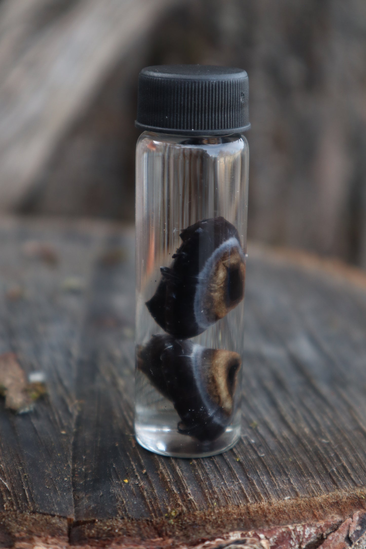 Reserved for Emily - Black Wolf Eyeballs and Tongue