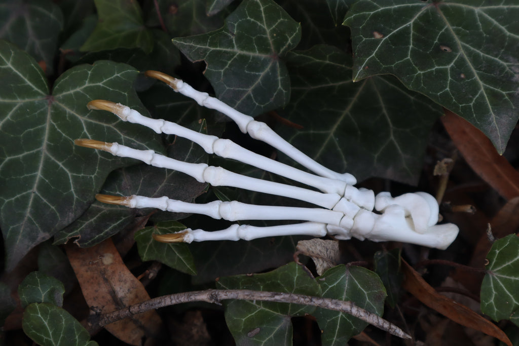 Raccoon Paw Articulation