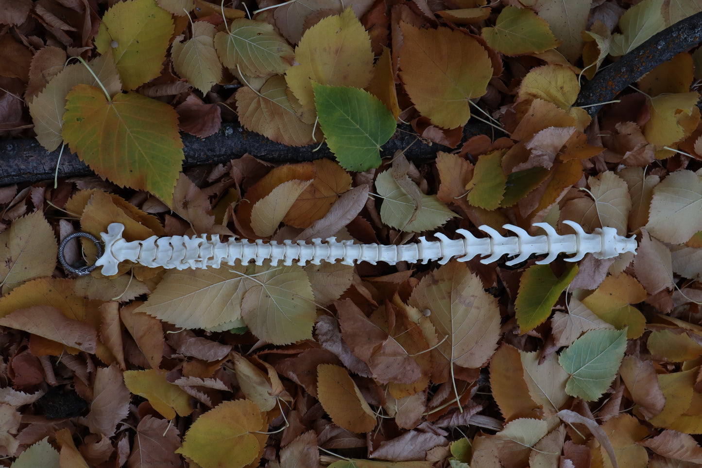 Reserved for Devyn - Bobcat Spinal Column Articulation