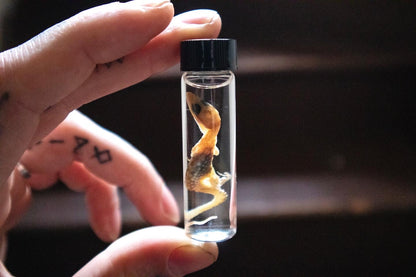Baby Red Ackie Monitor Wet Specimen