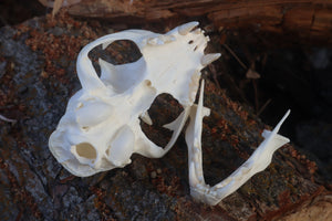 Reserved for Cam - Bobcat Skull