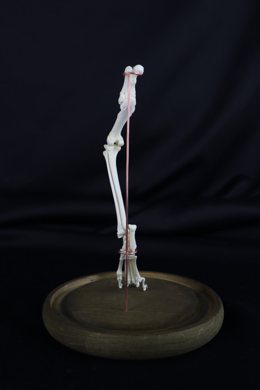 Pathological Domestic Kitten Leg Articulation