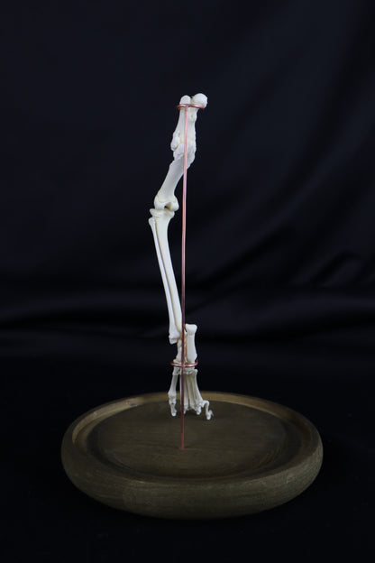 Pathological Domestic Kitten Leg Articulation