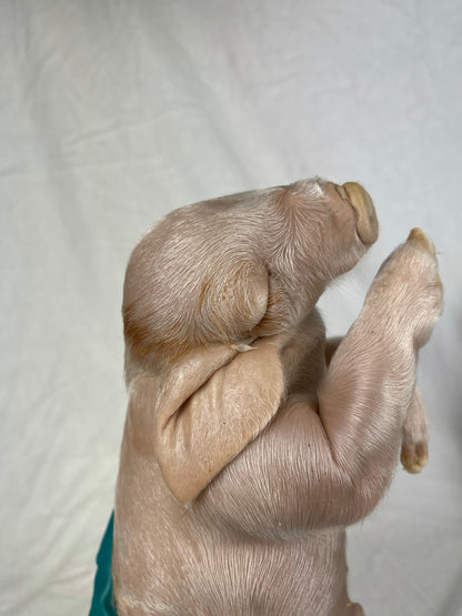 Reserved For Mariah - Wet Specimen Piglet with Congenital Disorders