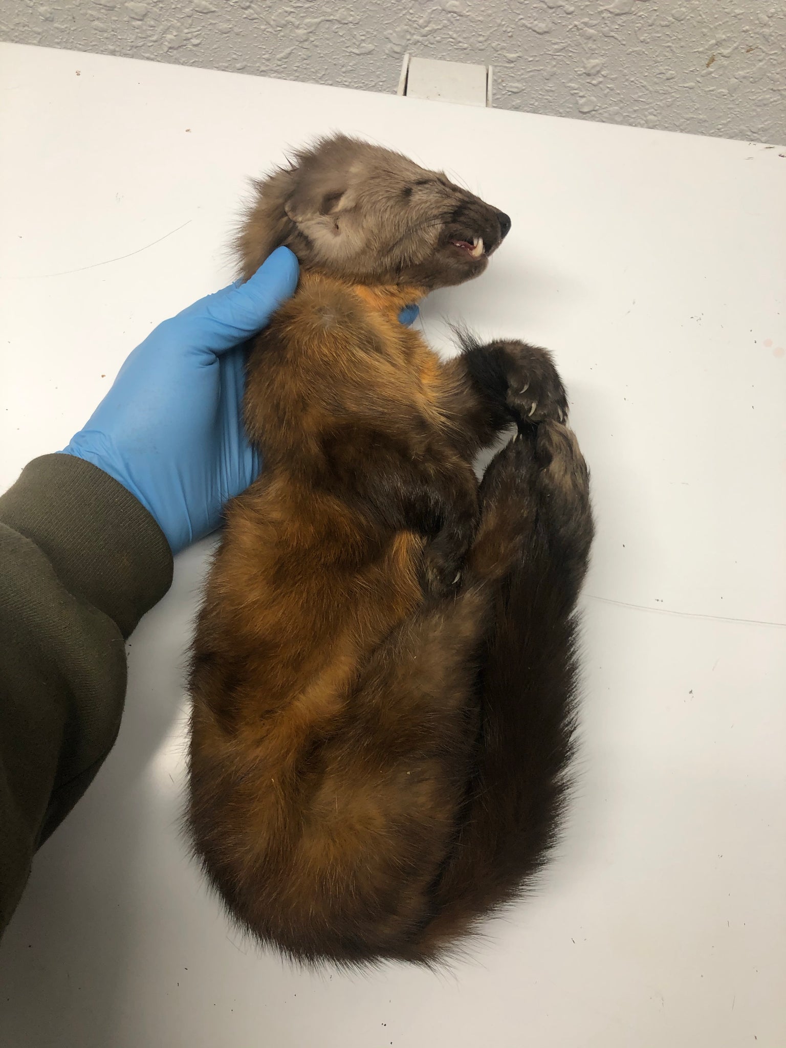 Reserved for Mercury - Frozen Whole Pine Marten