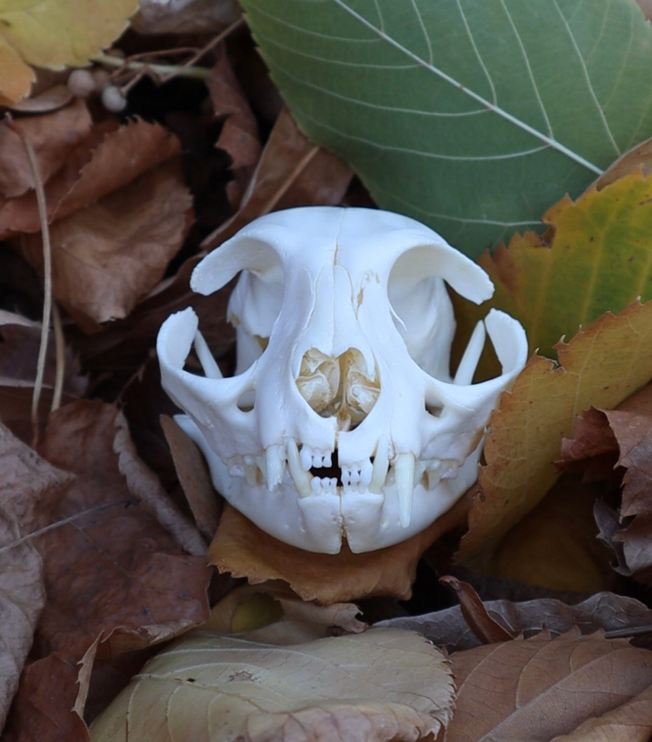 Reserved for Licorice_Loaf - Polydactyl Domestic Cat Skull
