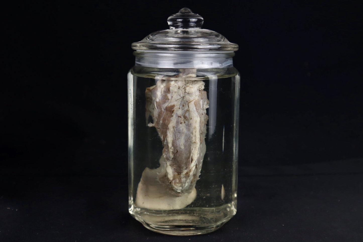 Domestic Goat Tongue Wet Specimen