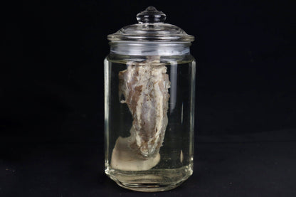Domestic Goat Tongue Wet Specimen