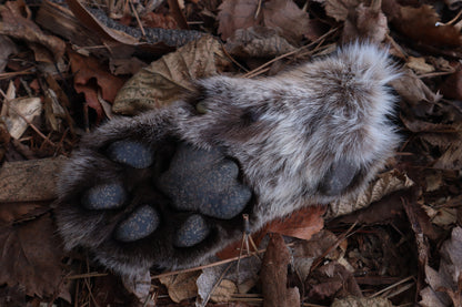 Reserved for Mike - Dry Preserved Mountain Lion Paw