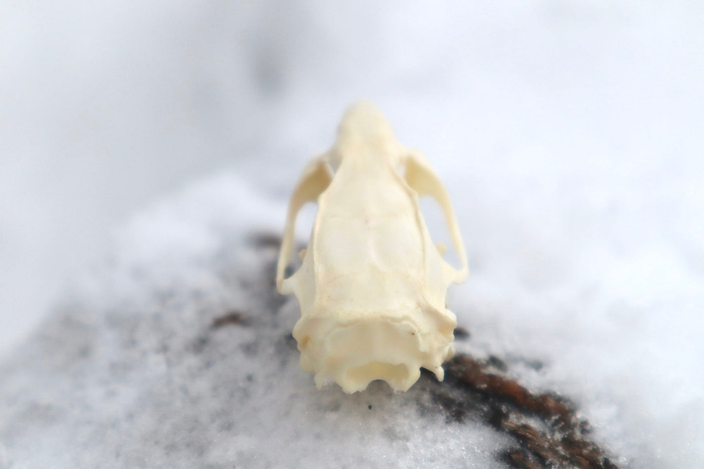Rat Skull