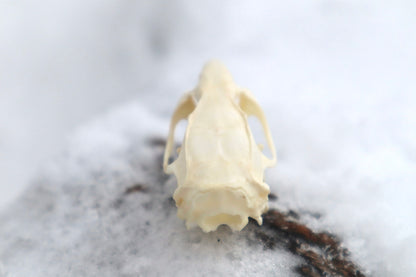 Rat Skull