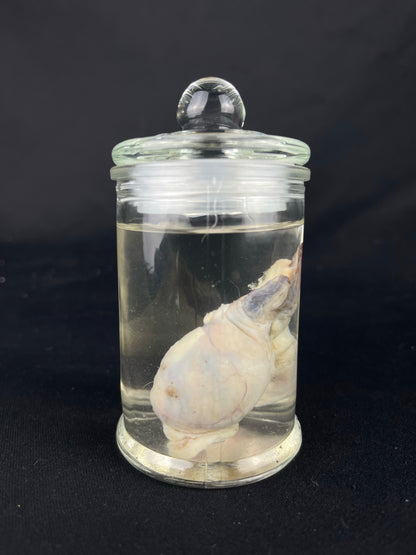 Reserved for Fabled Oddities  -  Wet Specimen Gray Wolf Testicles