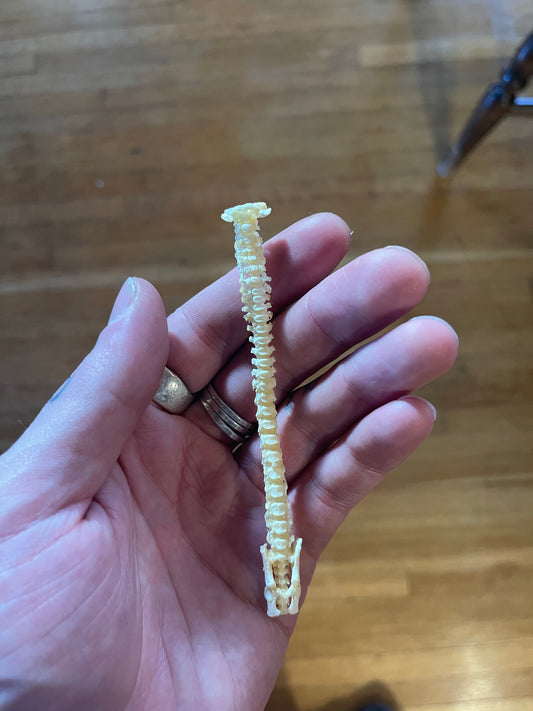 Reserved for Kotah - Stillborn Kitten Spinal Column Articulation