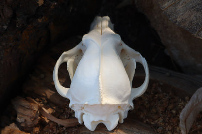 Coyote Skull