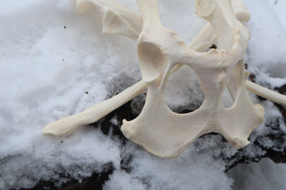 Reserved for Shayne - Gray Wolf Bones