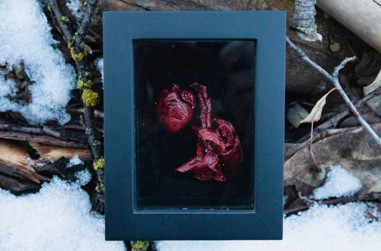 Dry Preserved Cottontail Rabbit Heart and Lungs