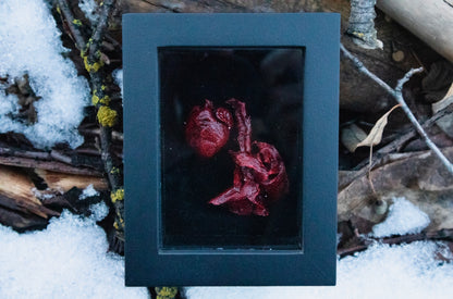 Dry Preserved Cottontail Rabbit Heart and Lungs
