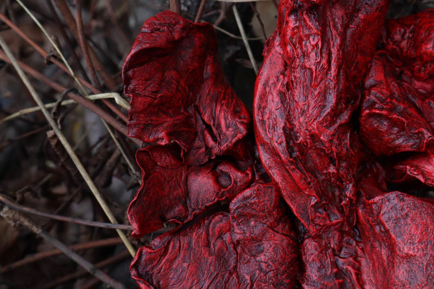Dry Preserved Gray Wolf Lungs