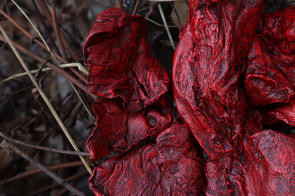 Dry Preserved Gray Wolf Lungs