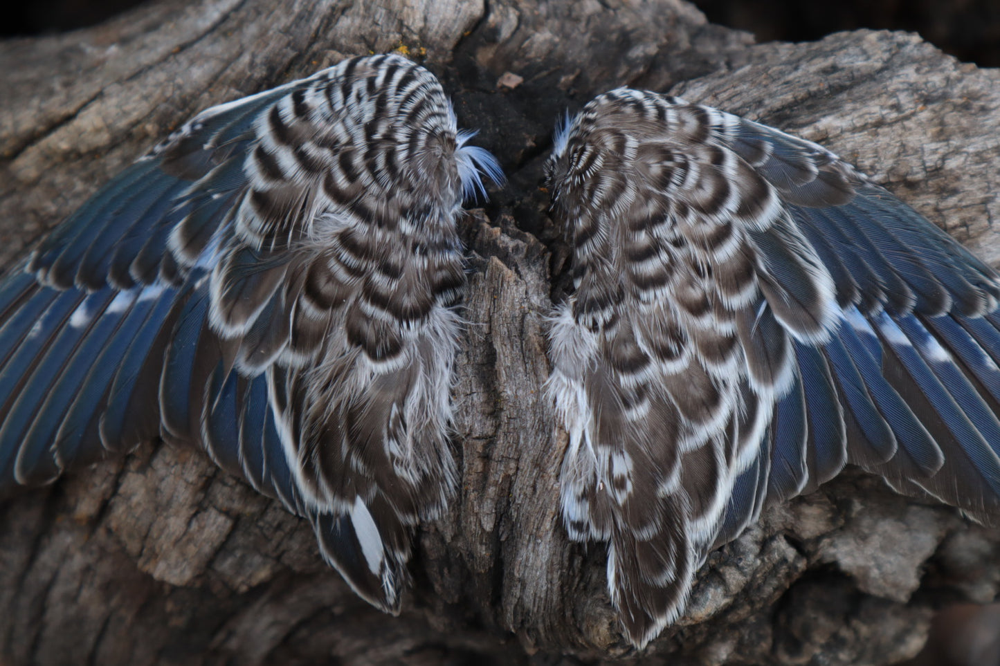 Reserved For Allie - Dry Preserved Parakeet Wings
