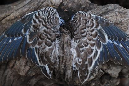 Reserved For Allie - Dry Preserved Parakeet Wings