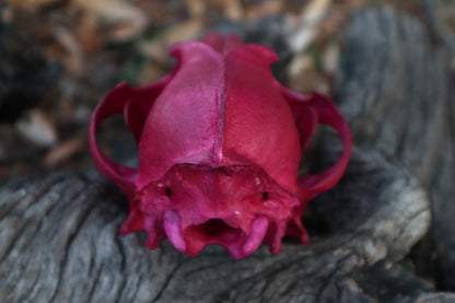 Reserved for Denise - Naturally Stained Coyote Skull