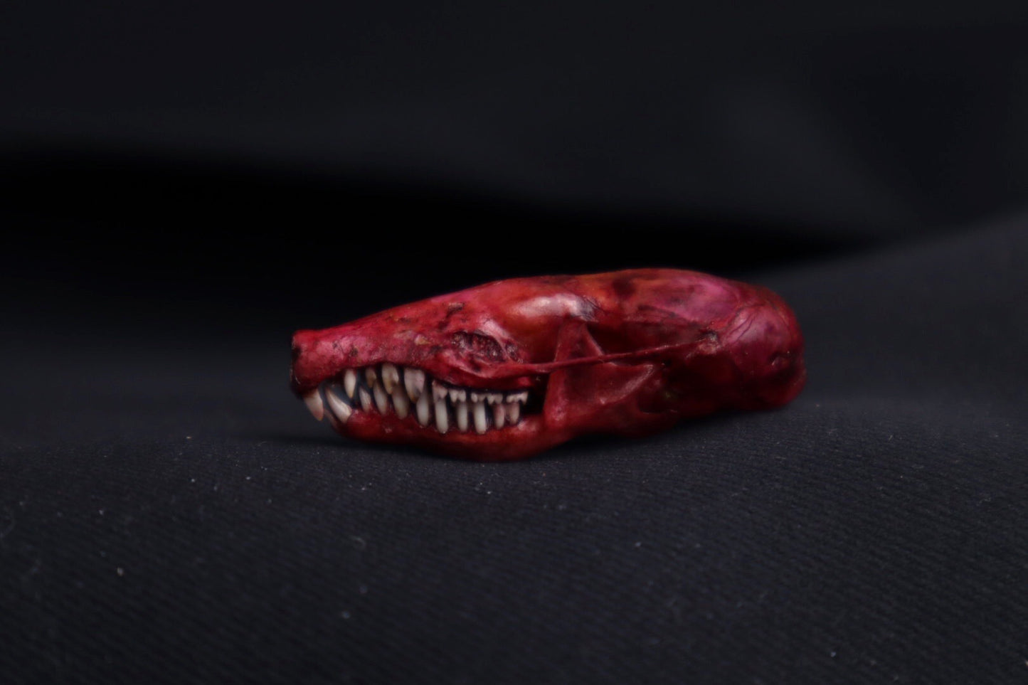 Naturally Stained Mole Skull