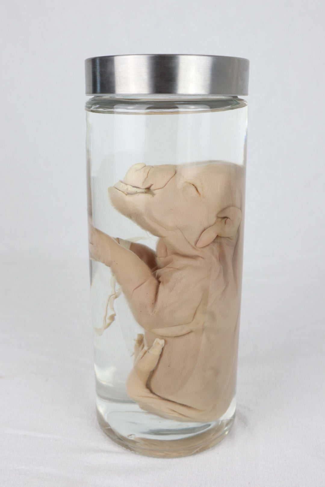 Wet Specimen Piglet with Congenital Disorders