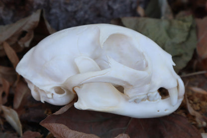 Reserved for Gabi - Bobcat Skull