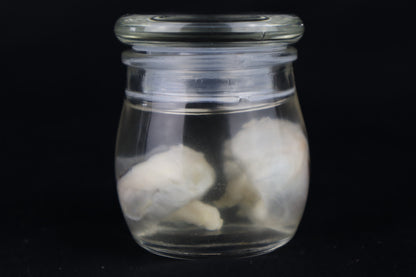 Reserved for Fabled Oddities  -  Wet Specimen Gray Wolf Eyeballs