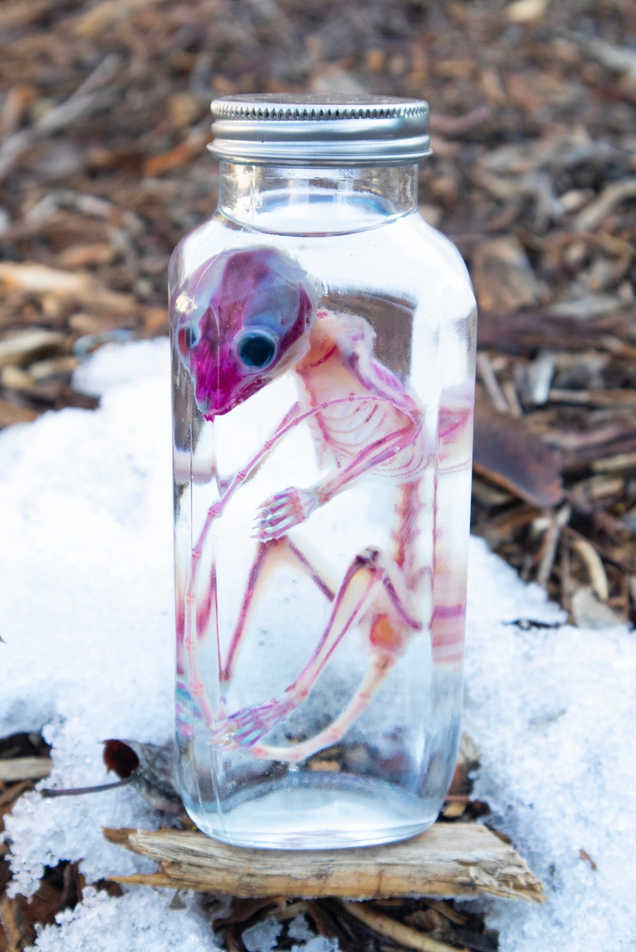Reserved for Devyn - Diaphonized Sugar Glider