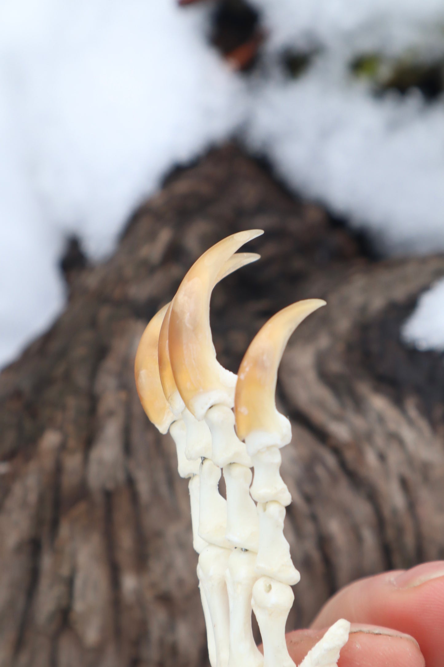 Porcupine Paw Articulation