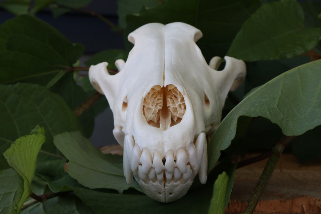 Gray Wolf Skull
