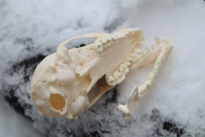 Craft Pathological Raccoon Skull