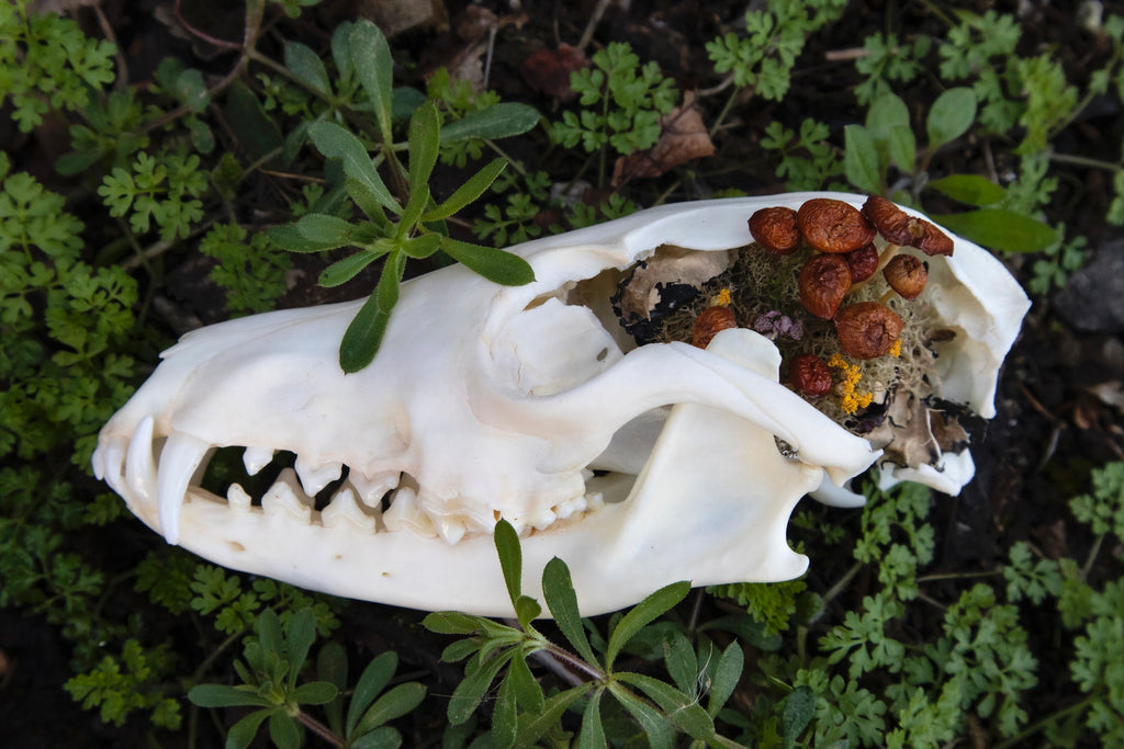 Reserved for Skye - Red Fox Mushroom Skullpture