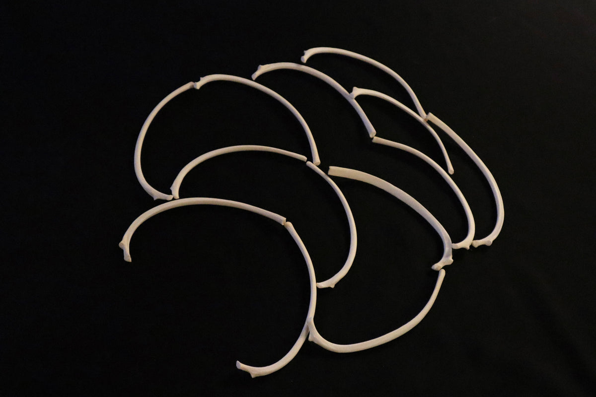 Large Gray Wolf Ribs – Freyja's Forest