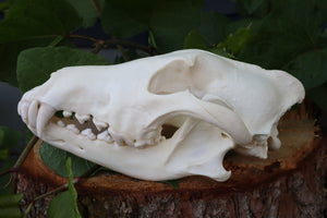 Gray Wolf Skull