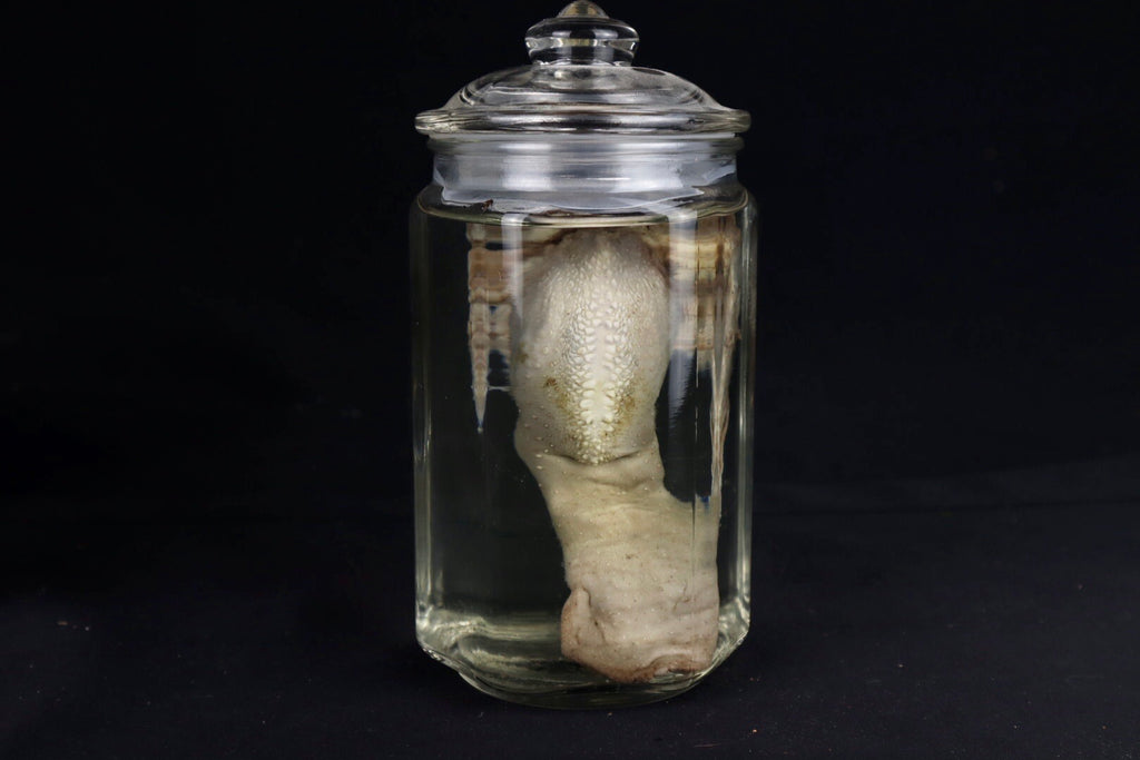 Domestic Goat Tongue Wet Specimen