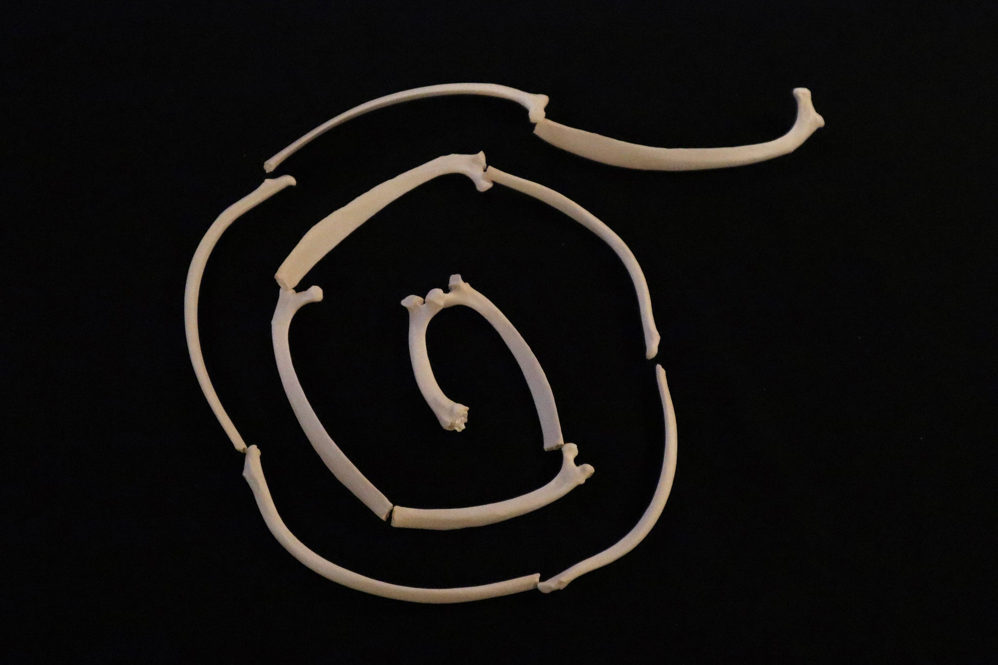 Gray Wolf Rib – Freyja's Forest