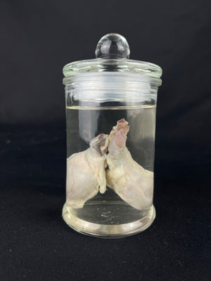 Reserved for Fabled Oddities  -  Wet Specimen Gray Wolf Testicles