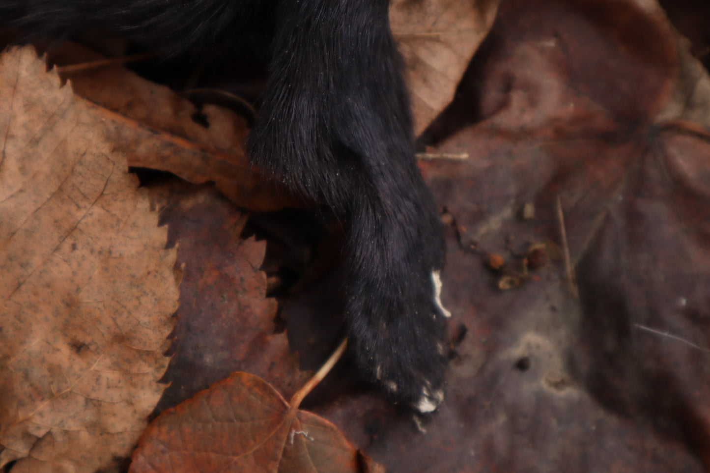 Black Mink Lifesize Pelt