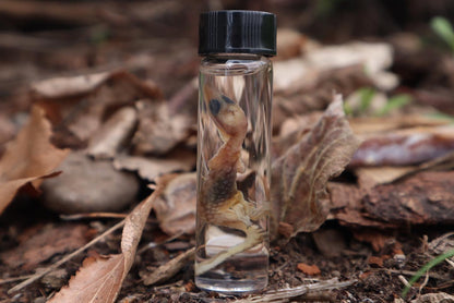 Baby Red Ackie Monitor Wet Specimen