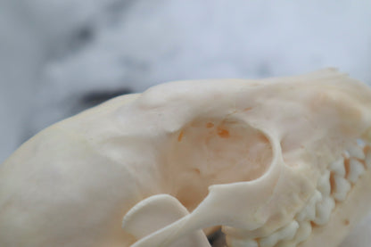 Craft Pathological Raccoon Skull