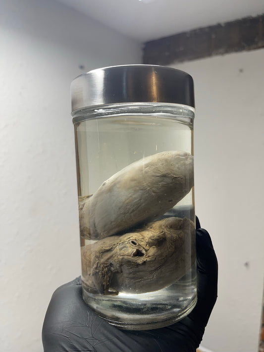Reserved for Alyssa - Wet Specimen Gray Wolf Kidneys