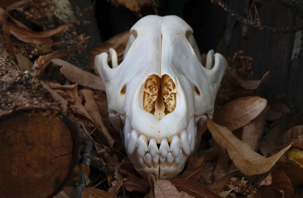 Juvenile Alaskan Gray Wolf Skull