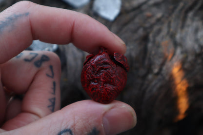 Dry Preserved Cottontail Rabbit Heart and Lungs