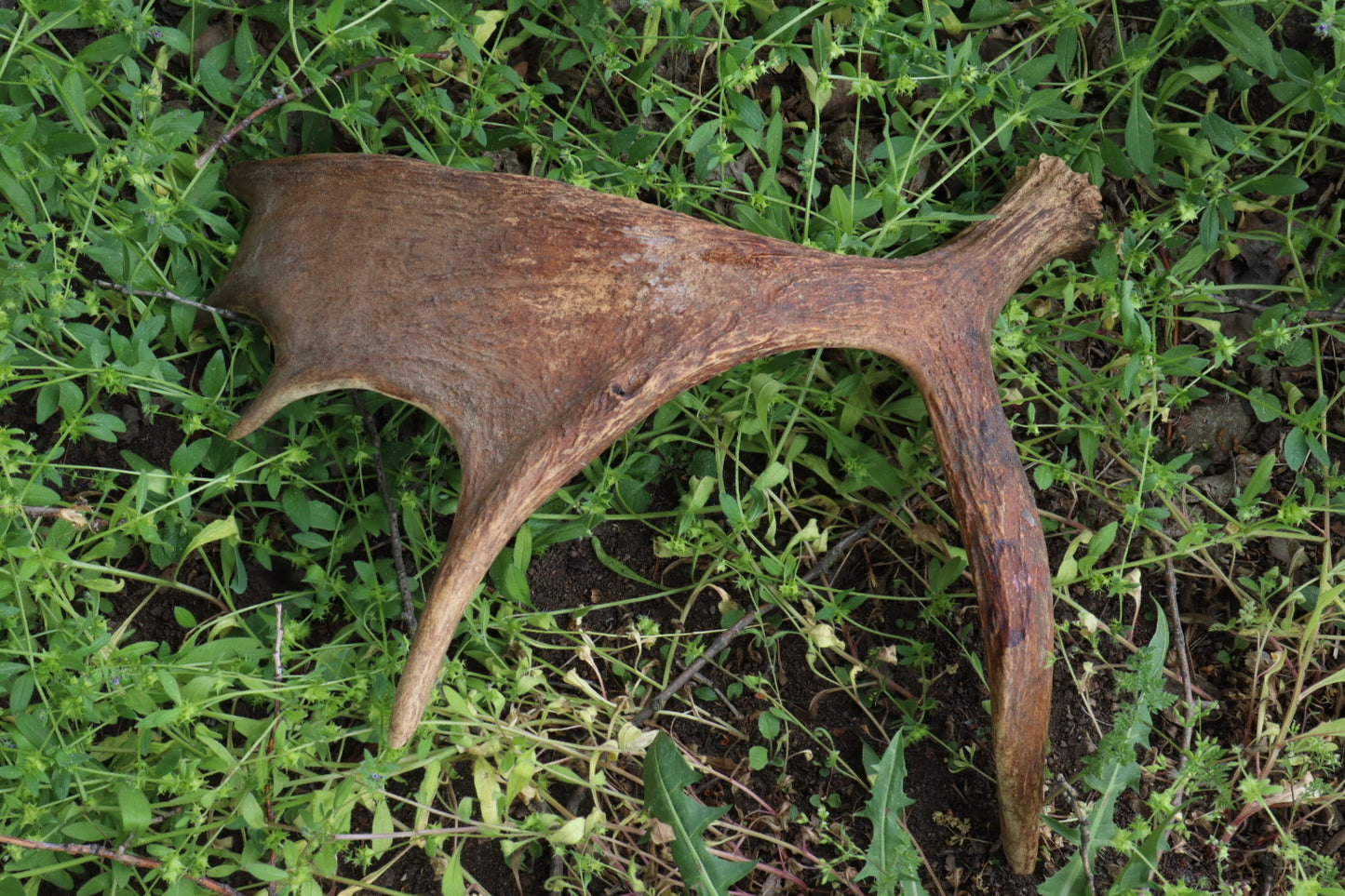 Reserved for Amanda - Naturally Shed Moose Antler